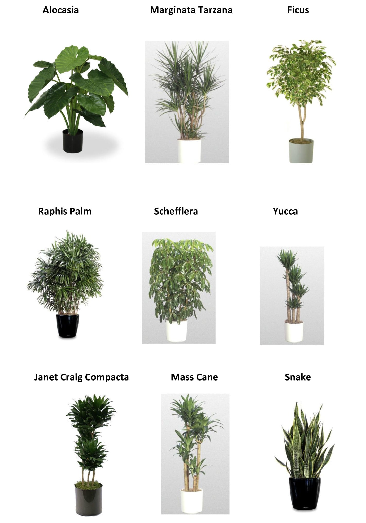 Plant Rental Options
